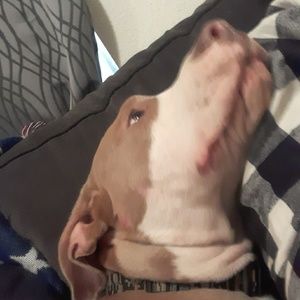 Meet your Posher, Dylan